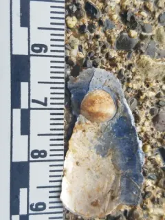 Ringed Blind Limpet thumbnail 4