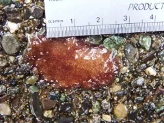 Giant Flatworm thumbnail 4