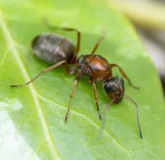 Pacific Field Ant thumbnail 2