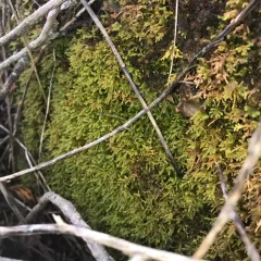 tree-skirt moss thumbnail 4