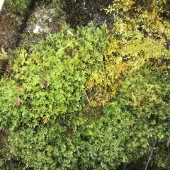 Extinguisher Moss thumbnail 2