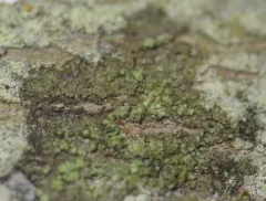 Fuscidea arboricola thumbnail 1