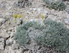Rock-tansy thumbnail 4