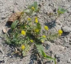 curvepod yellowcress thumbnail 3