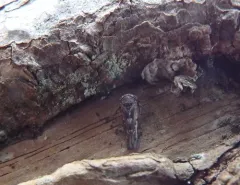 Idiocerus couleanus thumbnail 3