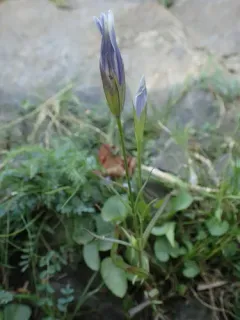 Victorin's Gentian thumbnail 1
