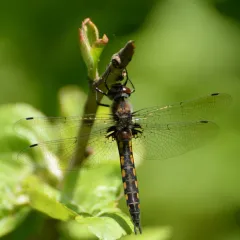 Spiny Baskettail thumbnail 1