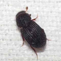 Dialytes striatulus thumbnail 1