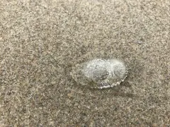 Spectacular Corolla thumbnail 4