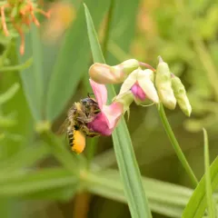 Unarmed Leafcutter Bee thumbnail 2
