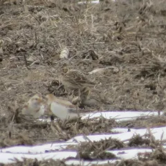 Lapland Longspur thumbnail 3