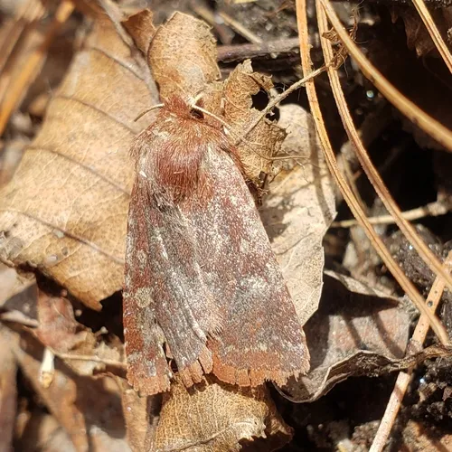 Reddish Speckled Dart