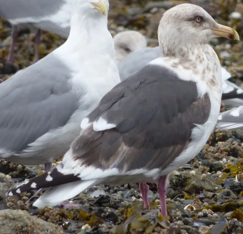 Slaty-backed Gull