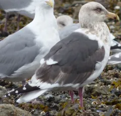 Slaty-backed Gull thumbnail 1