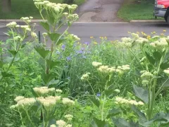 Great Indian Plantain thumbnail 3