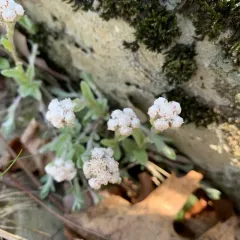 plantain-leaved pussytoes thumbnail 2