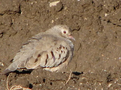 Common Ground Dove