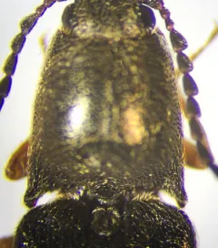 Gambrinus confusus thumbnail 4