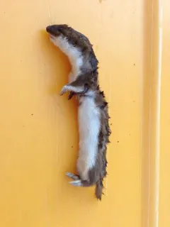 Least Weasel thumbnail 3