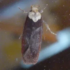 Purple Carrot-seed Moth thumbnail 2