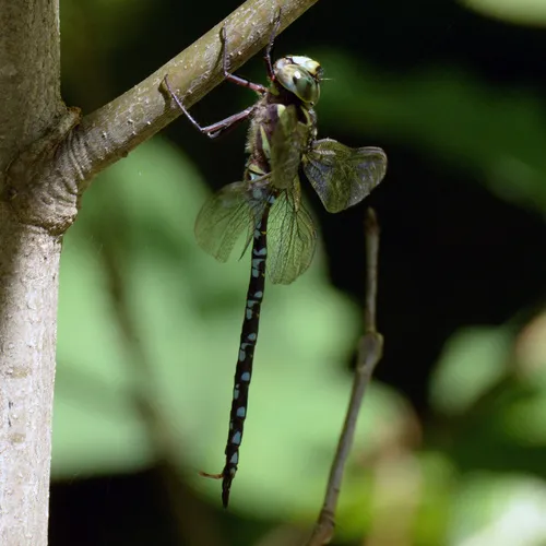 Green-striped Darner