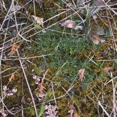 Procumbent Pearlwort thumbnail 3
