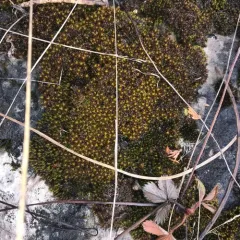 Star Moss thumbnail 3