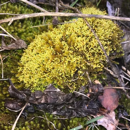 Yellow Yarn Moss