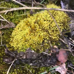 Yellow Yarn Moss thumbnail 1