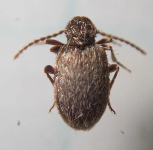 Australian Spider Beetle