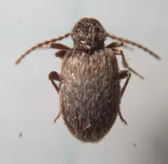 Australian Spider Beetle thumbnail 1