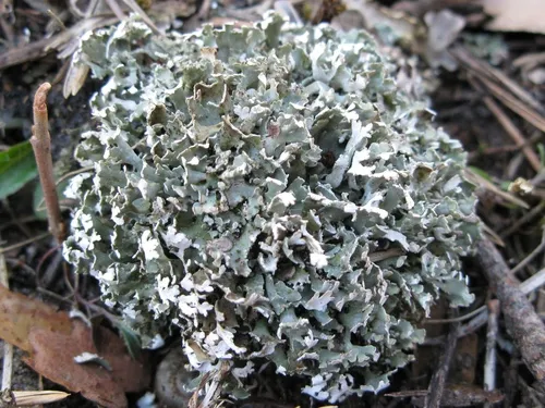 Split-peg Lichen