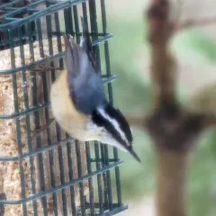 Red-breasted Nuthatch thumbnail 2