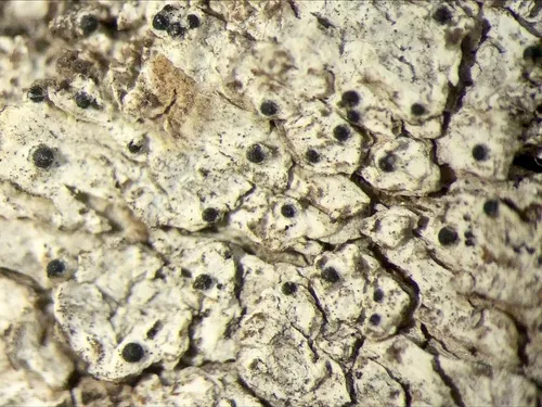 Anisomeridium biforme