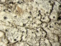 Anisomeridium biforme thumbnail 1