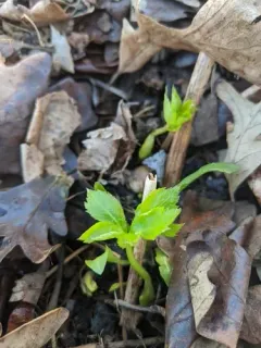 Garden Chervil thumbnail 2