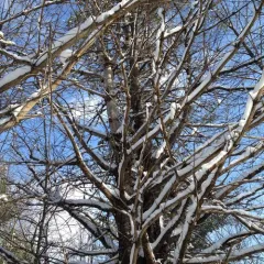 eastern white pine thumbnail 3