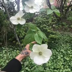 Pacific Dogwood thumbnail 3