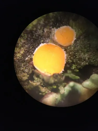 Lachnellula gallica