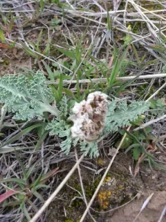 widewing springparsley thumbnail 1