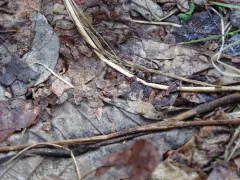 Shore Rove Beetle thumbnail 2