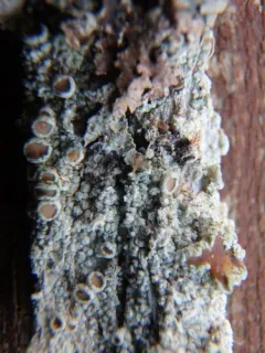 Rosy Saucer Lichen thumbnail 3