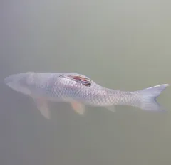 Grass Carp thumbnail 4
