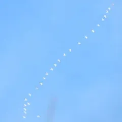 Snow Goose thumbnail 3