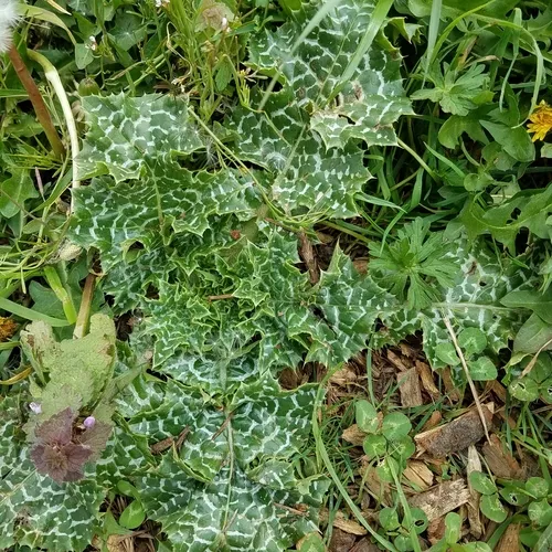 milk thistle