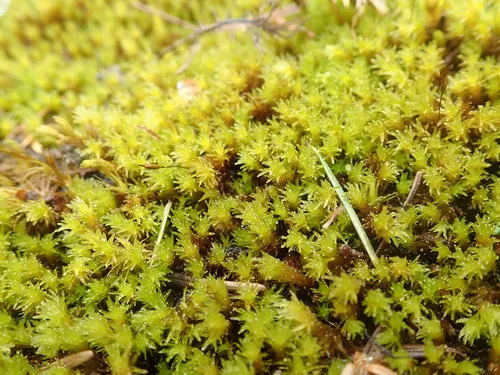Ryszard's Racomitrium Moss