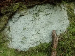 Cyclohymenia epilithica thumbnail 2
