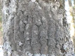 Scaly Pepper-spore Lichen thumbnail 2