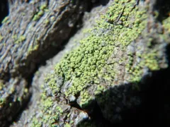 Yellow Soot Lichen thumbnail 2