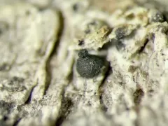 Kirschsteiniothelia atra thumbnail 3